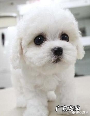 卷毛比雄犬和所谓的比熊犬是同一个种类的狗狗吗?