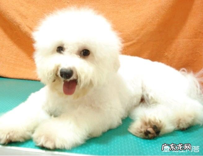 卷毛比雄犬和所谓的比熊犬是同一个种类的狗狗吗?