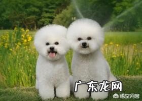 卷毛比雄犬和所谓的比熊犬是同一个种类的狗狗吗?