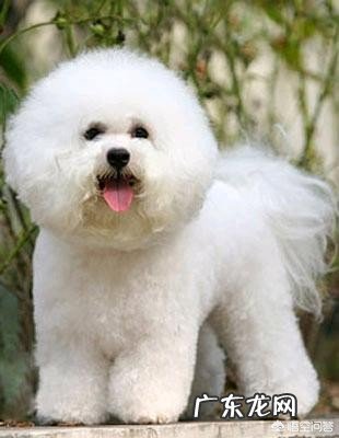 卷毛比雄犬和所谓的比熊犬是同一个种类的狗狗吗?