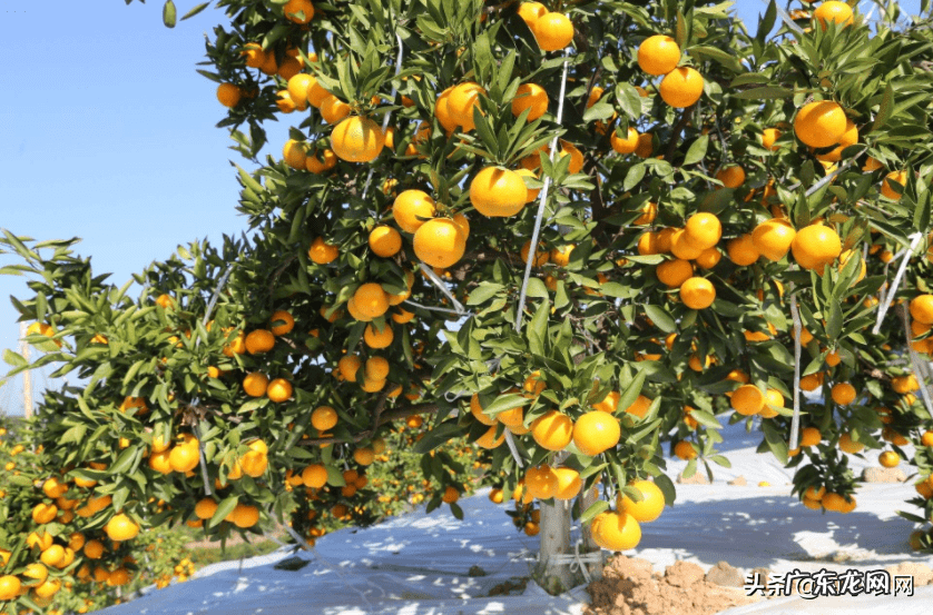 现在种植什么赚钱快 现在种植什么赚钱啊