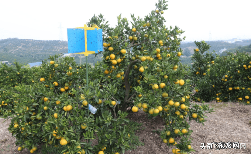 现在种植什么赚钱快 现在种植什么赚钱啊