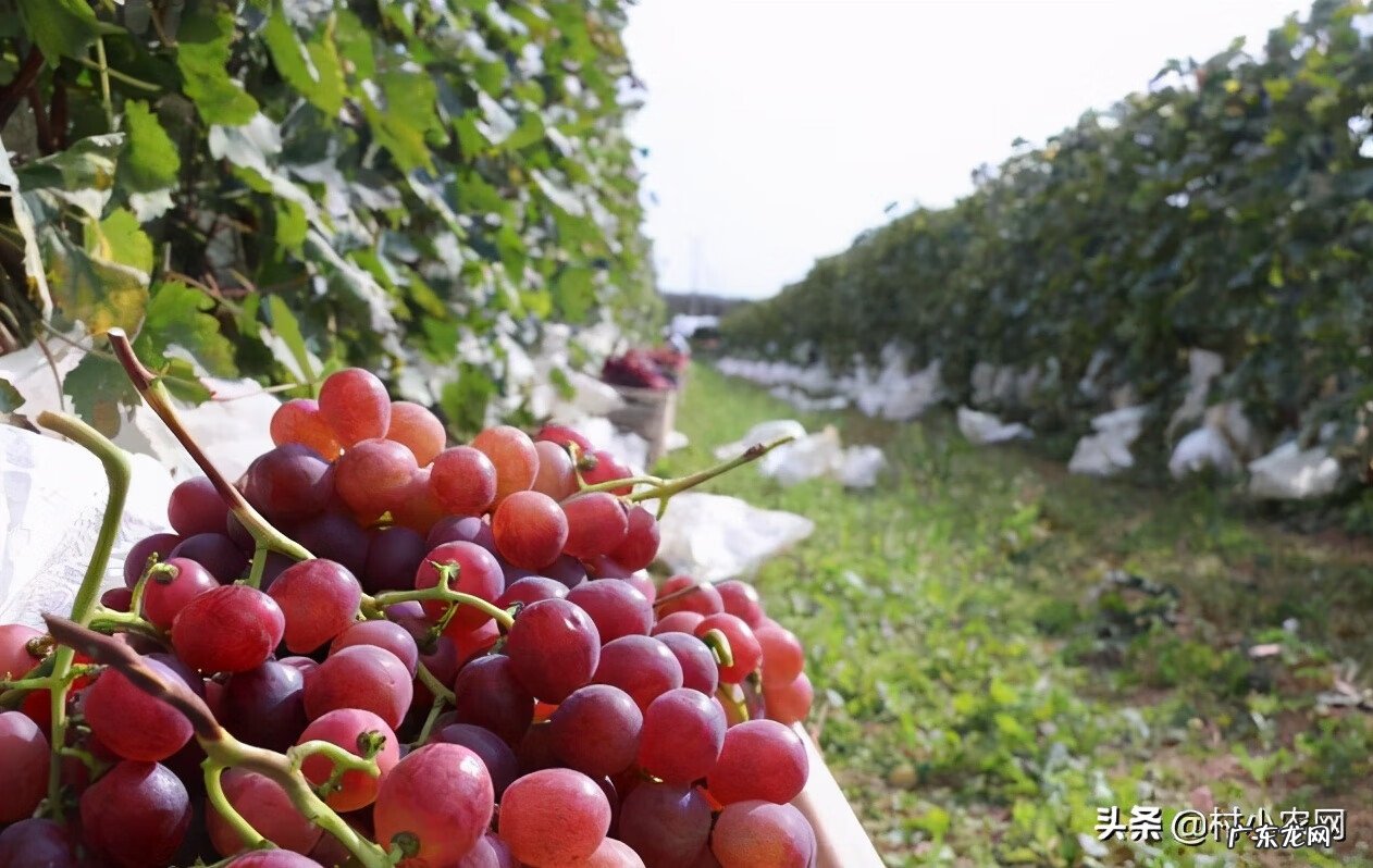 现在种植什么赚钱快 现在种植什么赚钱啊