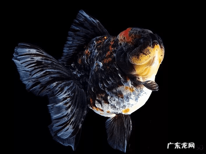 金鱼条数看风水 金鱼条数与属相看风水