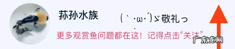金鱼条数看风水 金鱼条数与属相看风水
