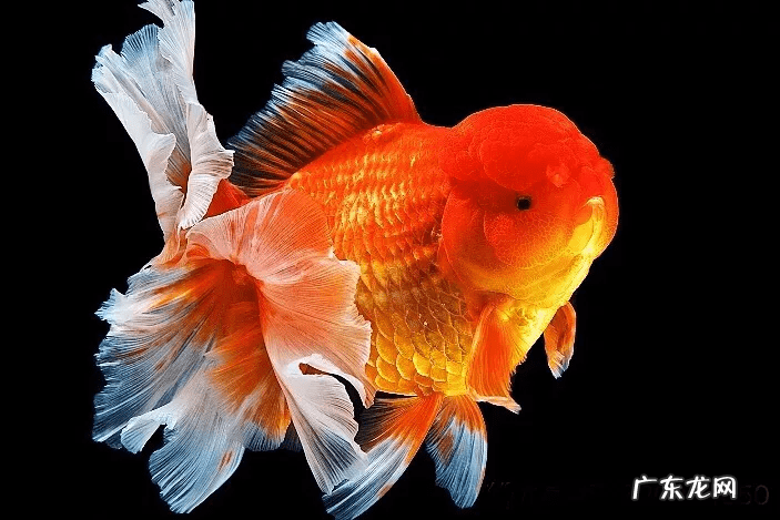 金鱼条数看风水 金鱼条数与属相看风水