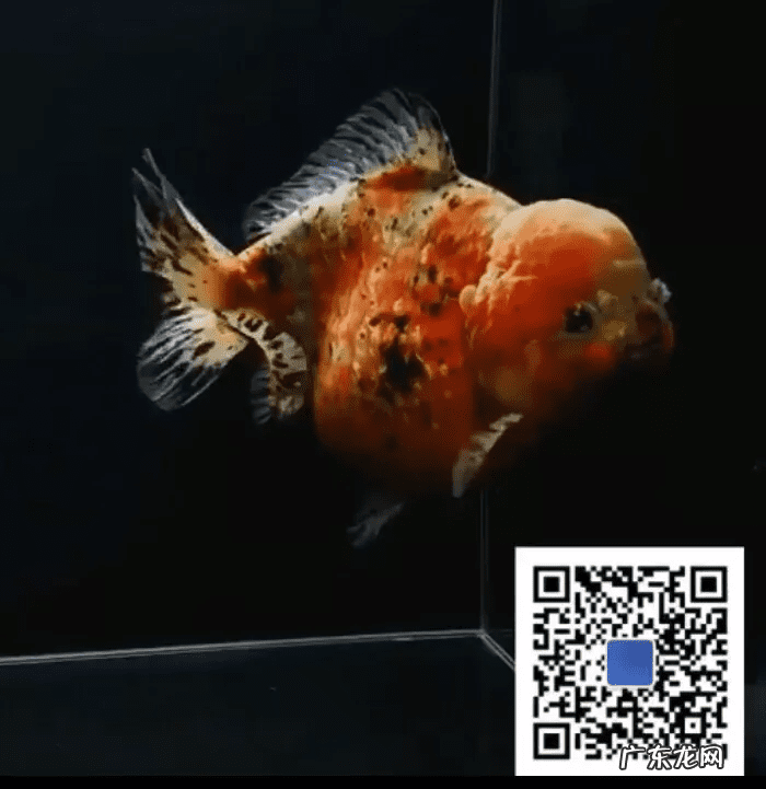 金鱼条数看风水 金鱼条数与属相看风水