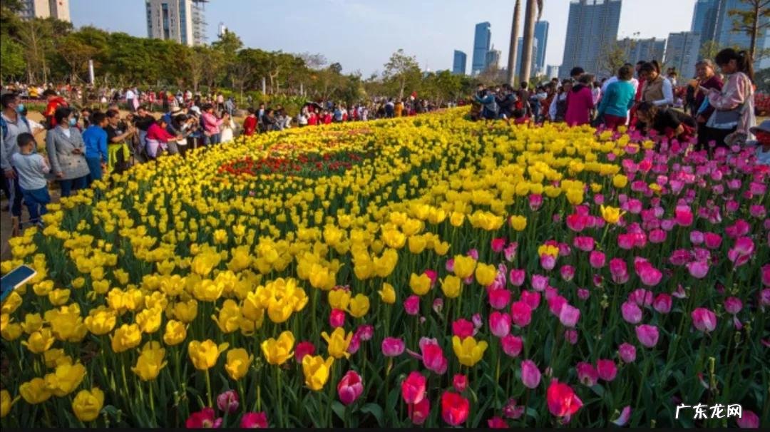 花园美丽的景色 美丽的花园作文