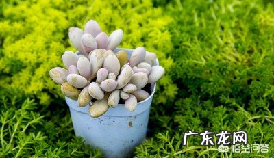 买了一批多肉,不到两个月,大部分都黑化,化水死了,是什么原因呢?