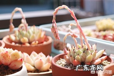 买了一批多肉,不到两个月,大部分都黑化,化水死了,是什么原因呢?