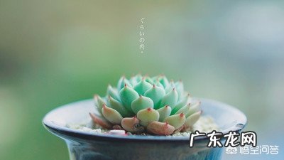 买了一批多肉,不到两个月,大部分都黑化,化水死了,是什么原因呢?