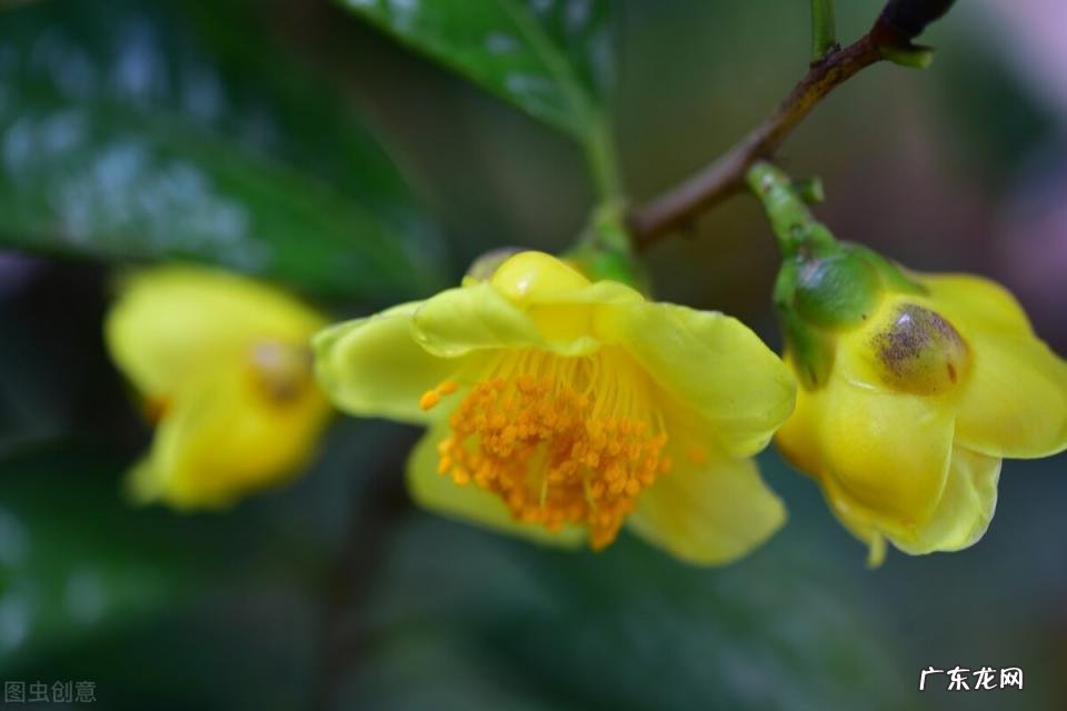 秋天有什么花开放 秋天种什么花给蜜蜂采蜜