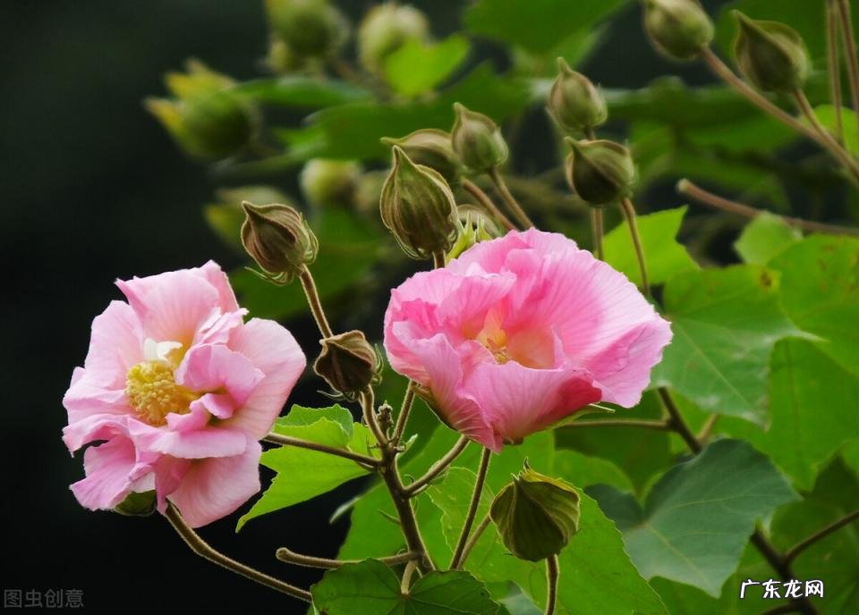 秋天有什么花开放 秋天种什么花给蜜蜂采蜜