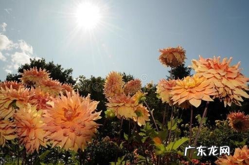 秋天有什么花开放 秋天种什么花给蜜蜂采蜜