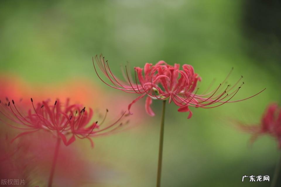 秋天有什么花开放 秋天种什么花给蜜蜂采蜜