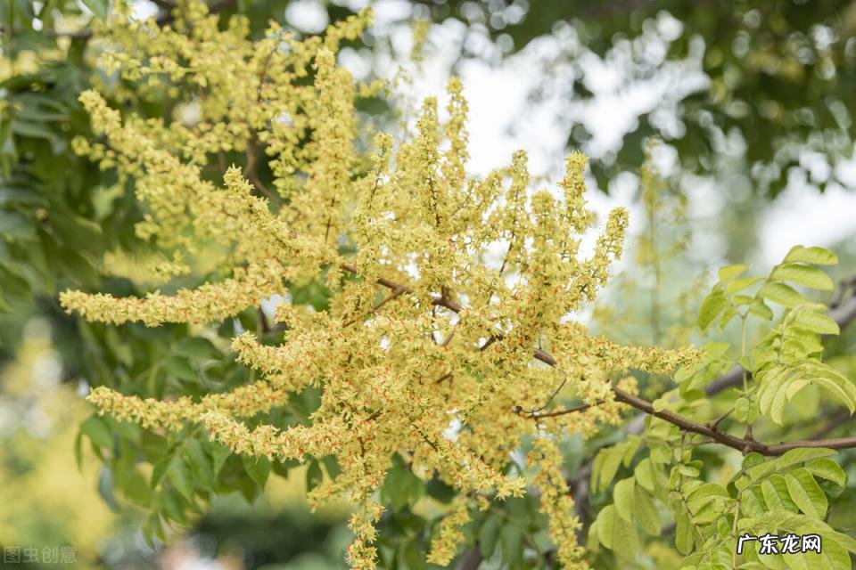 秋天有什么花开放 秋天种什么花给蜜蜂采蜜