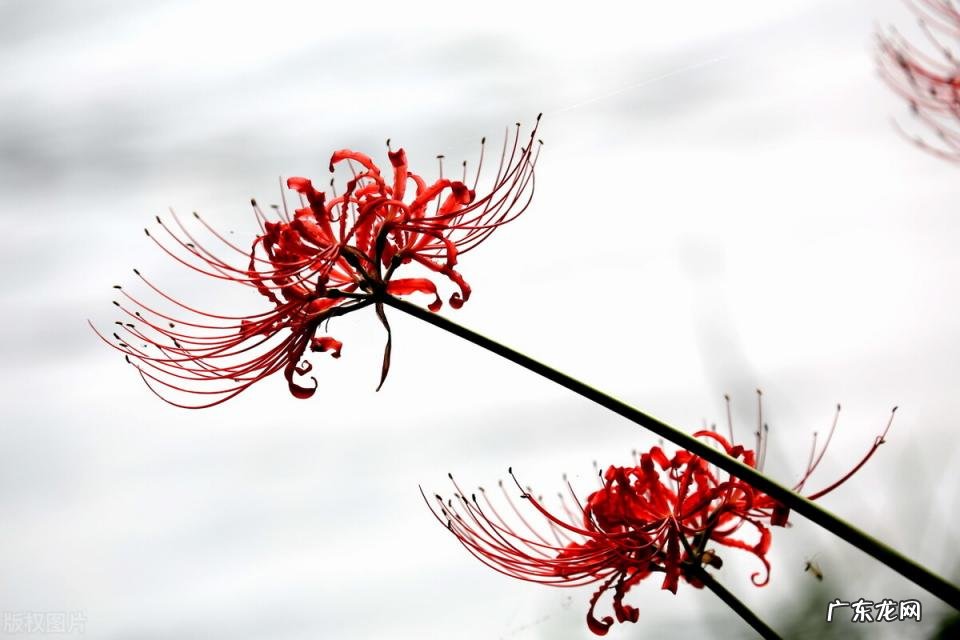 秋天有什么花开放 秋天种什么花给蜜蜂采蜜