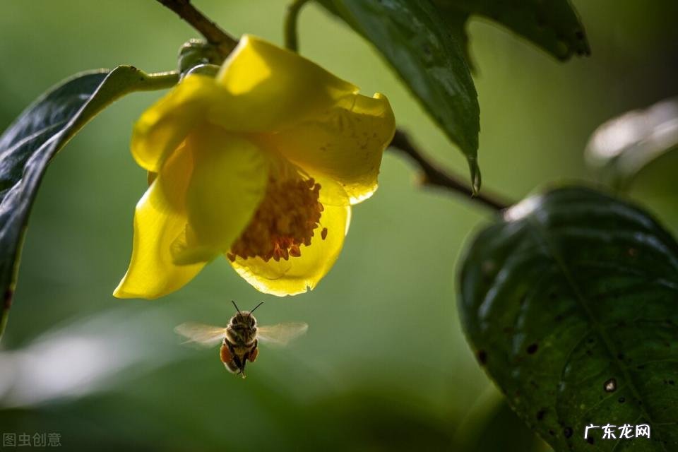 秋天有什么花开放 秋天种什么花给蜜蜂采蜜