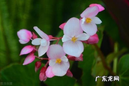 秋天有什么花开放 秋天种什么花给蜜蜂采蜜