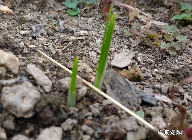 盆栽藏红花的养殖方法 家里养藏红花好吗风水