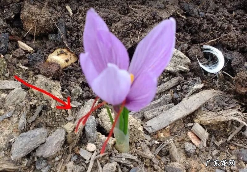 盆栽藏红花的养殖方法 家里养藏红花好吗风水