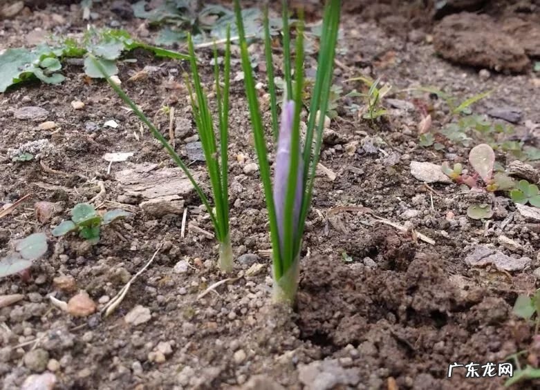 盆栽藏红花的养殖方法 家里养藏红花好吗风水