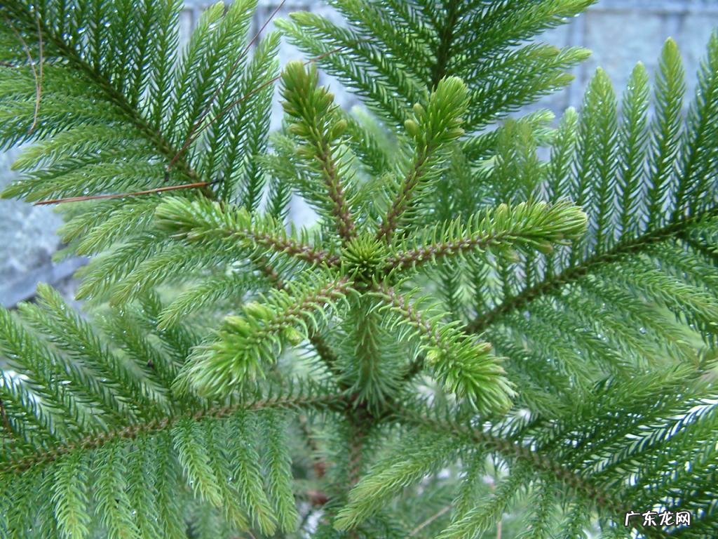 农历9月适合种什么花 9月种什么花比较合适简笔画