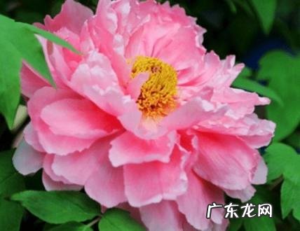 农历9月适合种什么花 9月种什么花比较合适简笔画