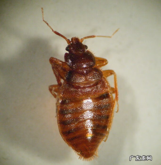 家里为什么会有臭虫 家里有臭虫怎么办?