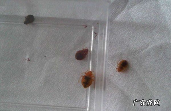 家里为什么会有臭虫 家里有臭虫怎么办?