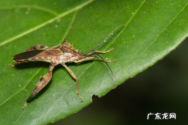 家里为什么会有臭虫 家里有臭虫怎么办?