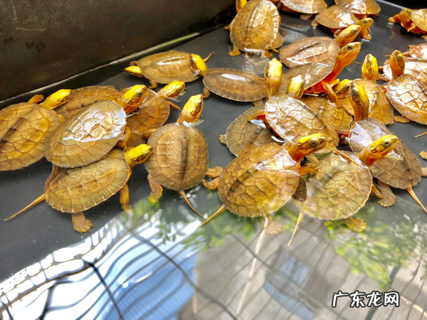 家里怎样养金钱龟 金钱龟怎么养才好