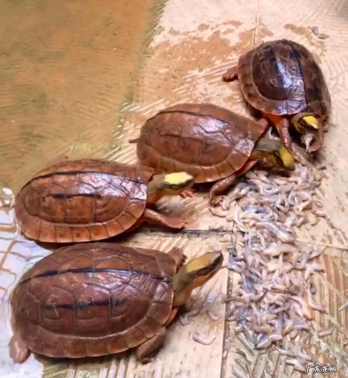 家里怎样养金钱龟 金钱龟怎么养才好