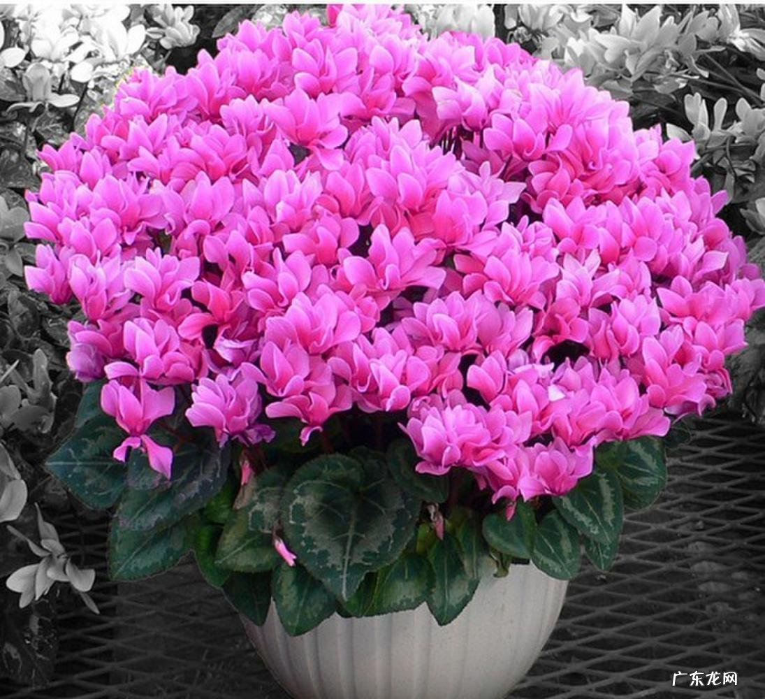 洋甘菊什么时候播种最好 适合秋播的花