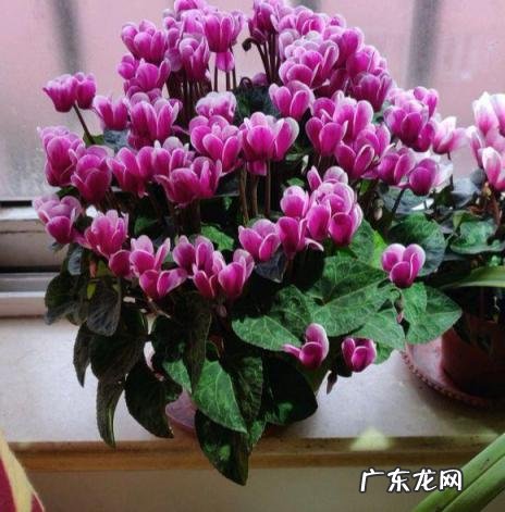 洋甘菊什么时候播种最好 适合秋播的花