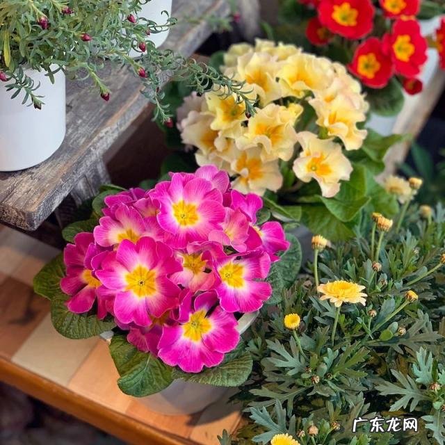 洋甘菊什么时候播种最好 适合秋播的花