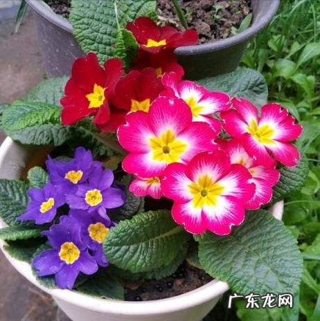 洋甘菊什么时候播种最好 适合秋播的花