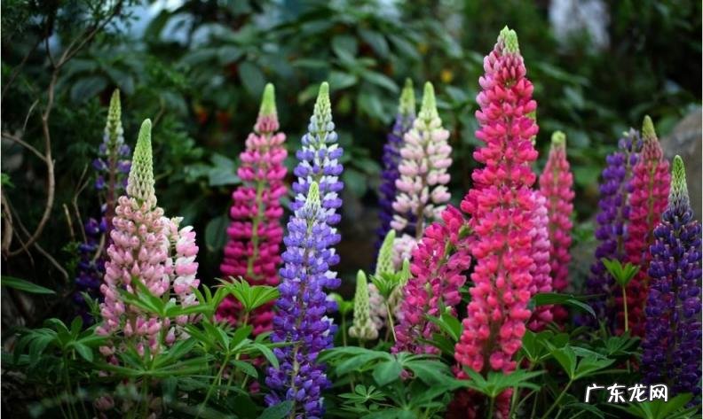 洋甘菊什么时候播种最好 适合秋播的花