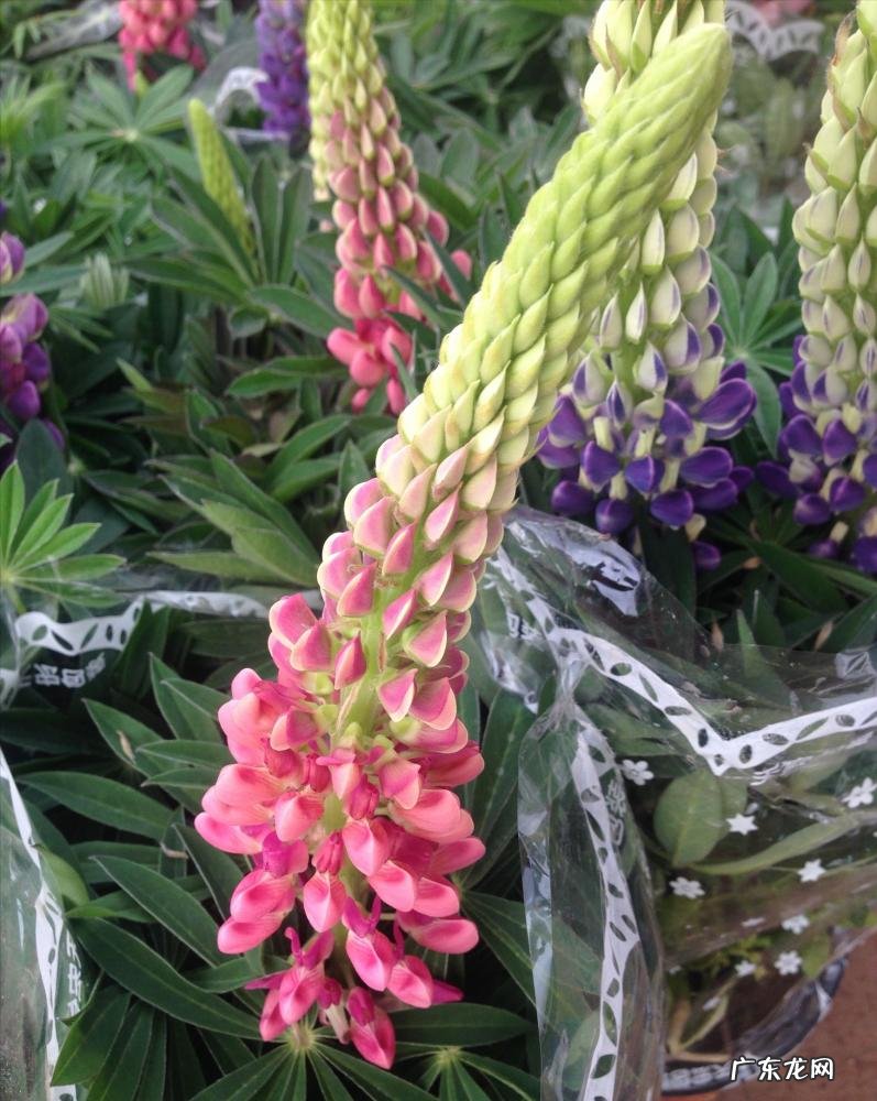 洋甘菊什么时候播种最好 适合秋播的花