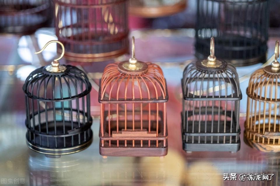 纺织娘是什么昆虫图片 纺织娘的真正名字是什么昆虫