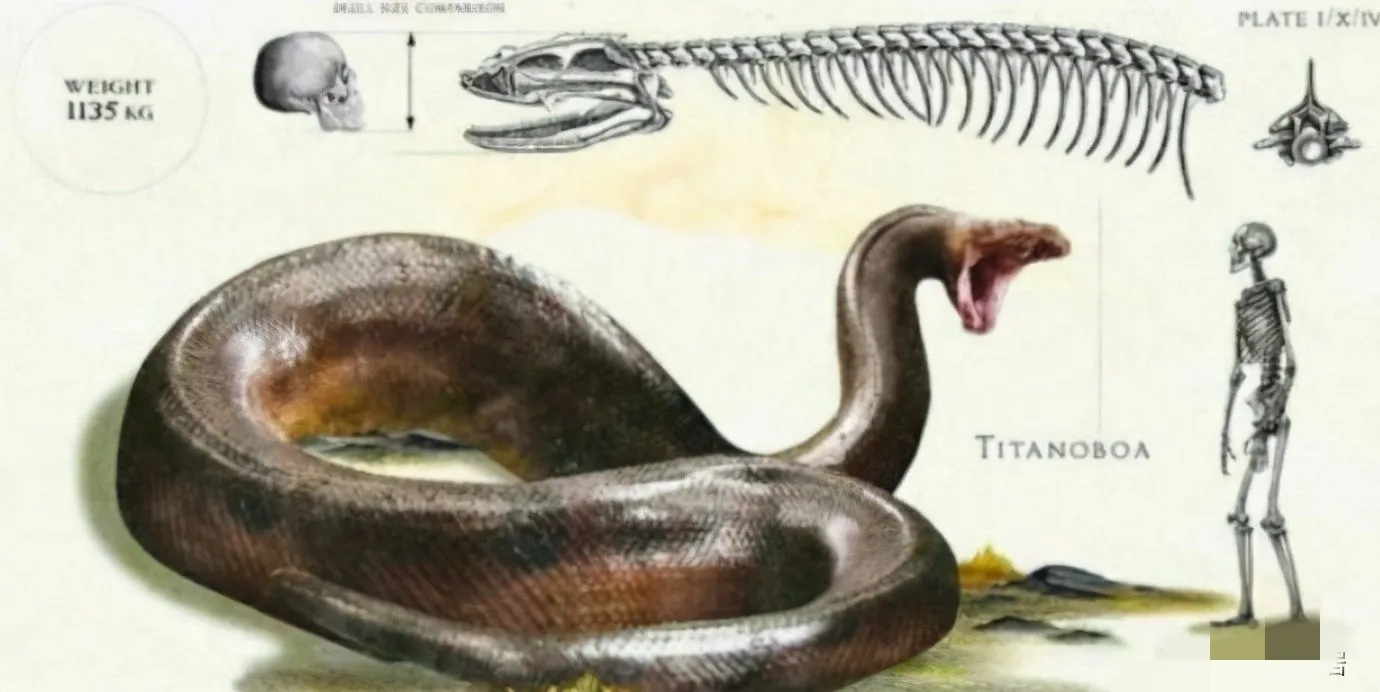 大蛇成蟒,大蟒成蚺,大蚺成蛟,大蛟成龙是真的吗?