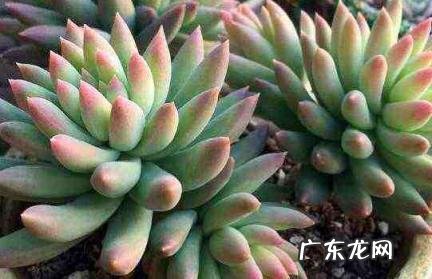 家里为什么不能养佛手 家里为什么不能养佛手瓜