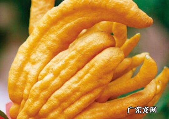 炒佛手瓜要不要焯水 炒佛手瓜要焯水吗