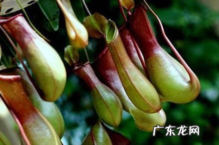 植物 风水 风水植物有哪些