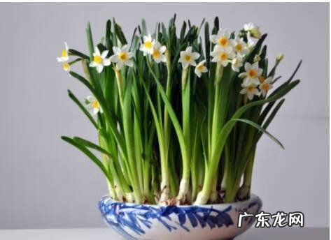 植物 风水 风水植物有哪些