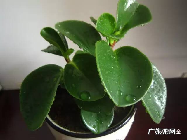 植物 风水 风水植物有哪些