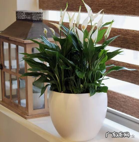 植物 风水 风水植物有哪些