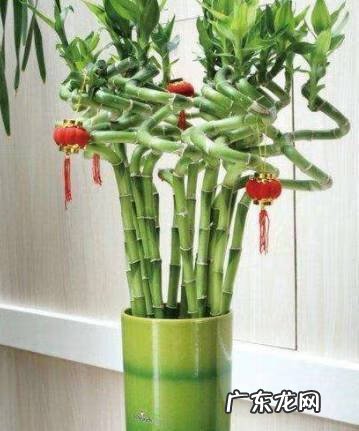 植物 风水 风水植物有哪些