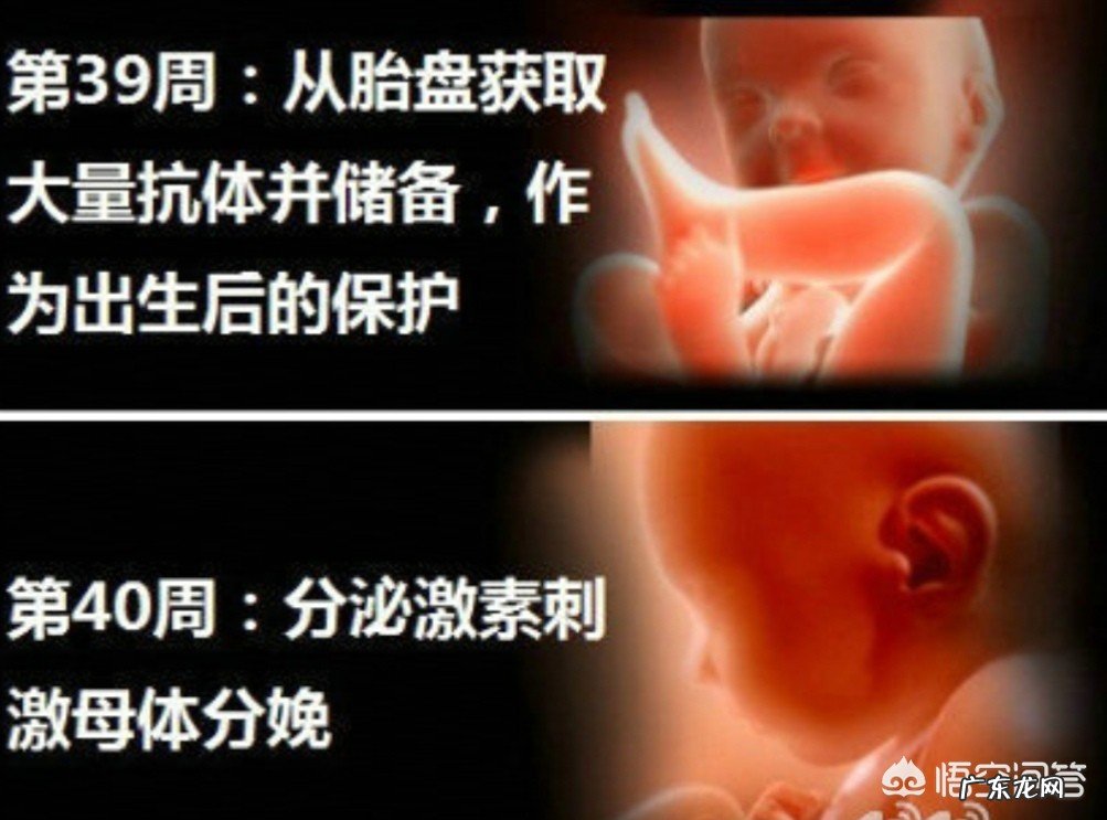 产前一周有什么预兆?正常的表现是怎样的?