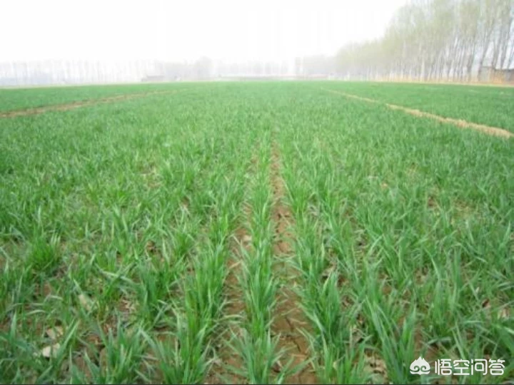 儿时的春天，有哪些美好的回忆？